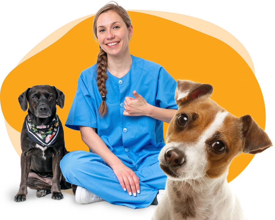 Caring for your pets